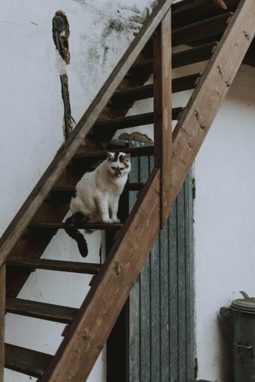 cat ladder